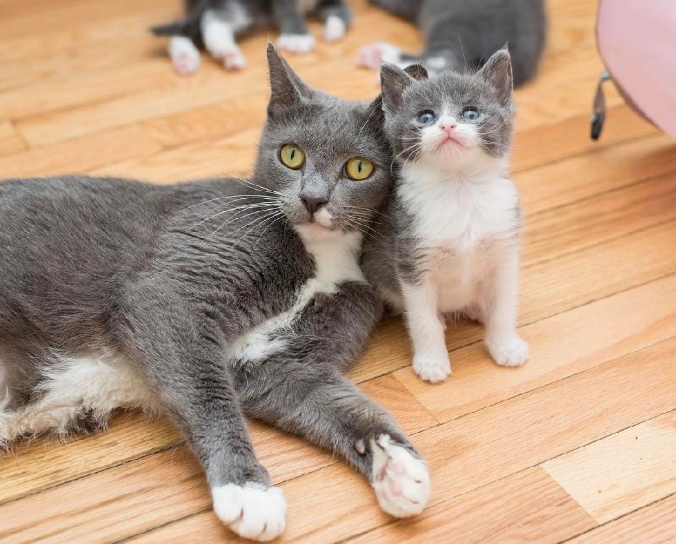 Runty Kitten Found Barely Hanging On, Got Second Chance and Grew To Be
