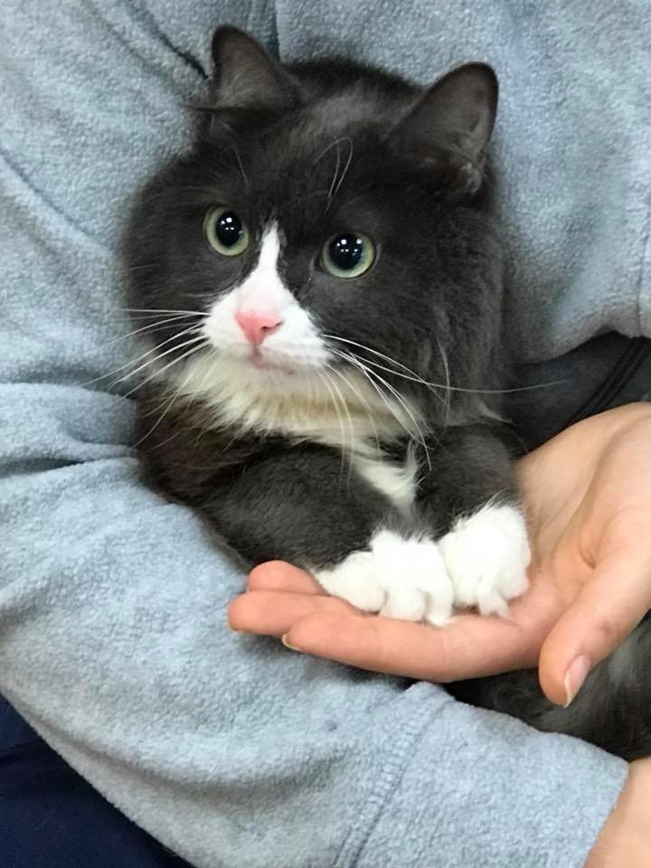 Wobbly Kitten Rejected at Birth, Finds Happiness Through Those Who