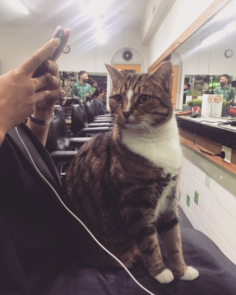 Cat Helps Run Hair Salon for 4 Years and Never Takes a Day Off She