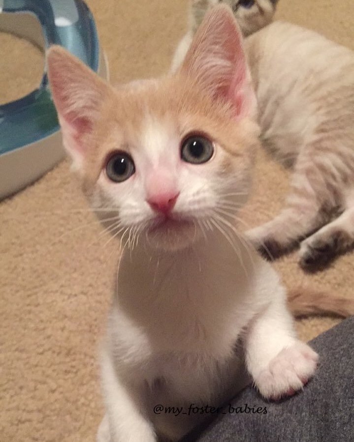 Abandoned Kitten Found Love in 2 Bigger Kitties and It Changed