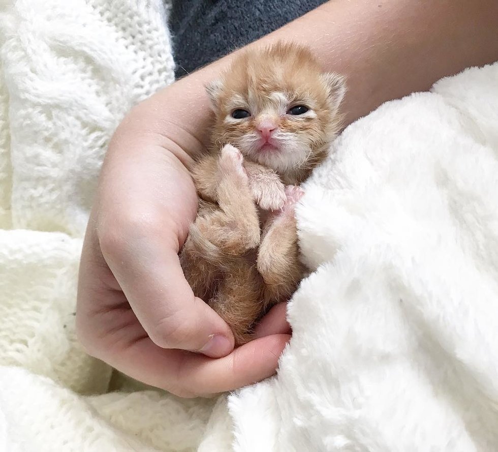 Kitten Brought into a Store, Meows for Help and Gets Rescued Just in