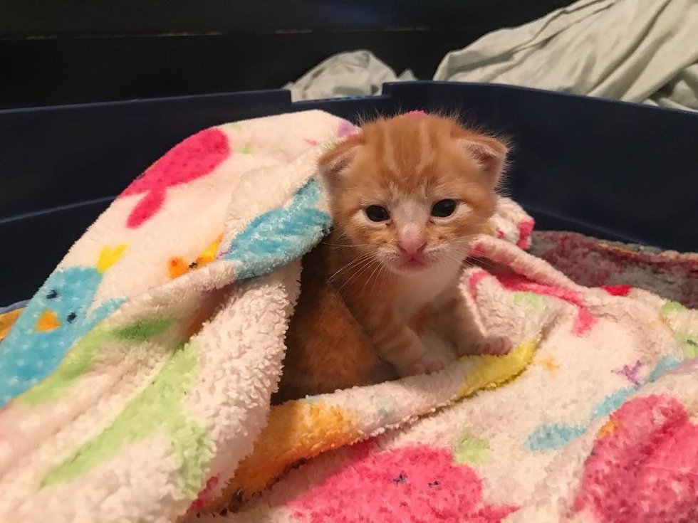 Ginger Kitten Found Love In Another Rescue Kitty and Wouldn't Let Him
