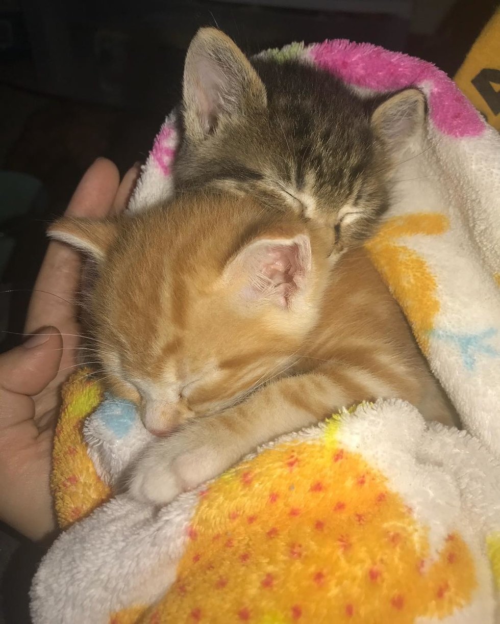 Ginger Kitten Found Love In Another Rescue Kitty and Wouldn't Let Him