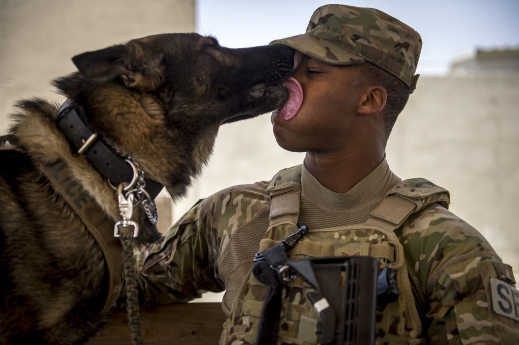 9 Biggest myths about military working dogs Americas Military