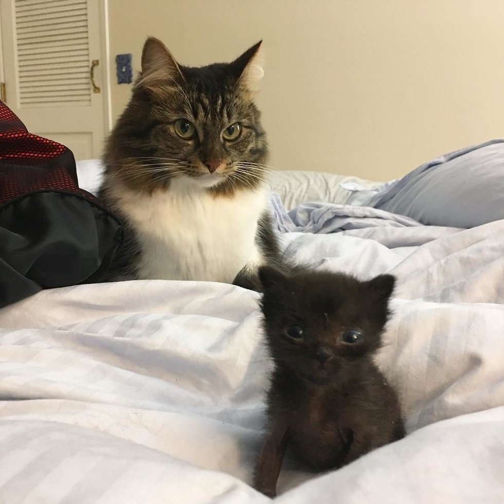 Kitten with Large Head and Small Body Determined to Grow
