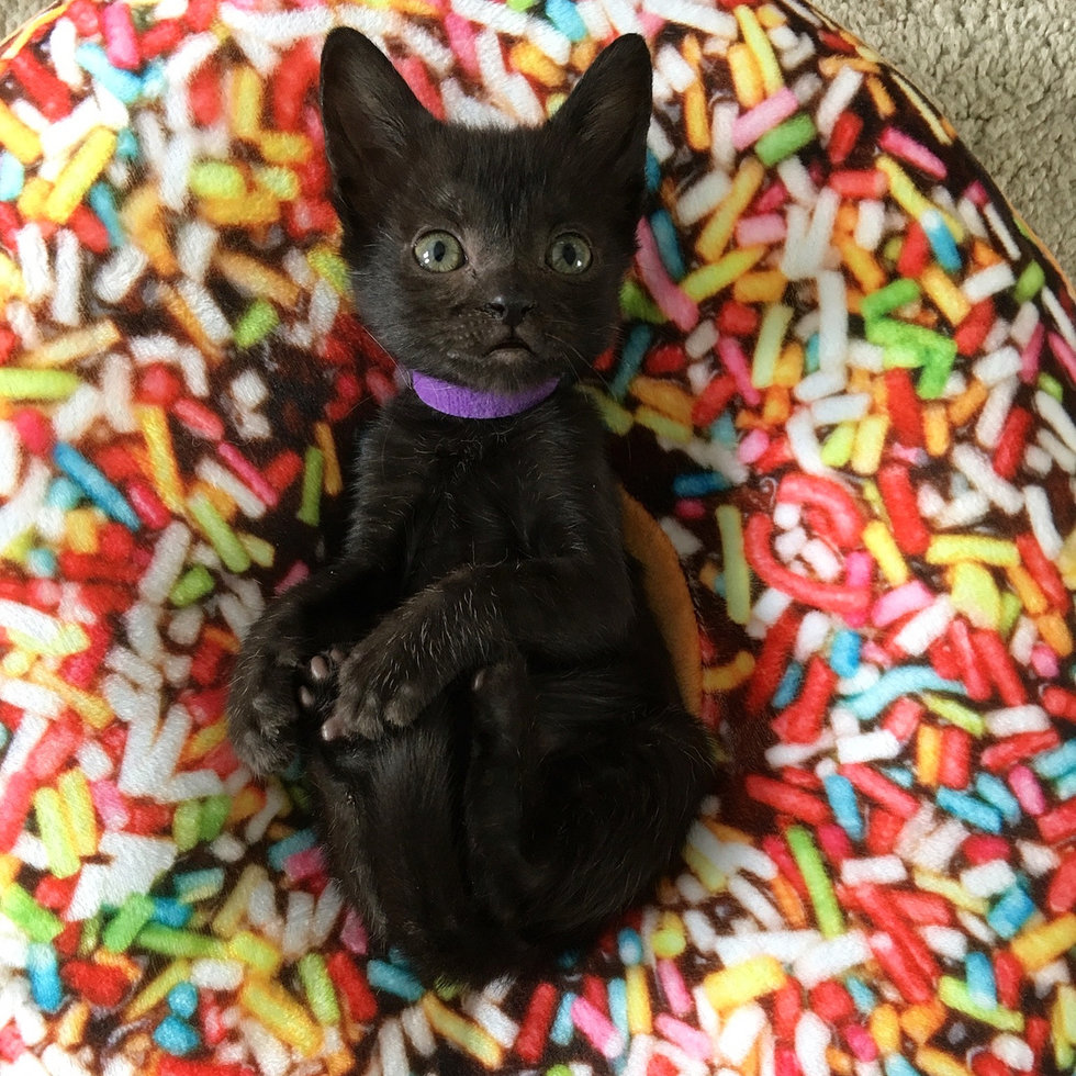 Kitten with Large Head and Small Body Determined to Grow