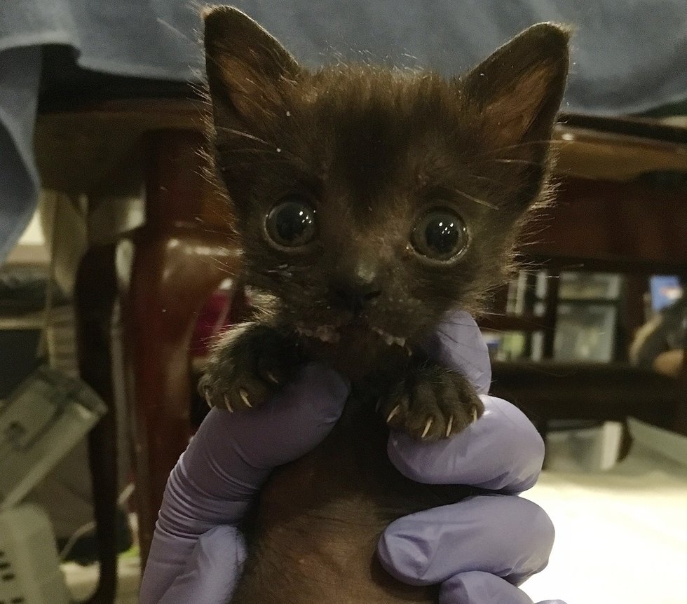 Kitten with Large Head and Small Body Determined to Grow