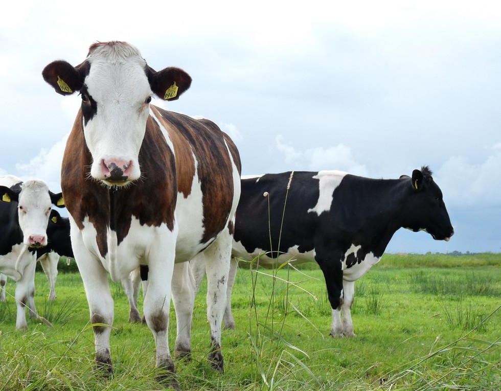 The 5 Worst States To Be A Farm Animal