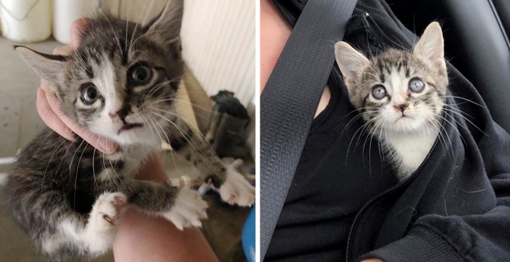 Kitten Found Inside a Wall is So Thankful to Be Rescued She Won't