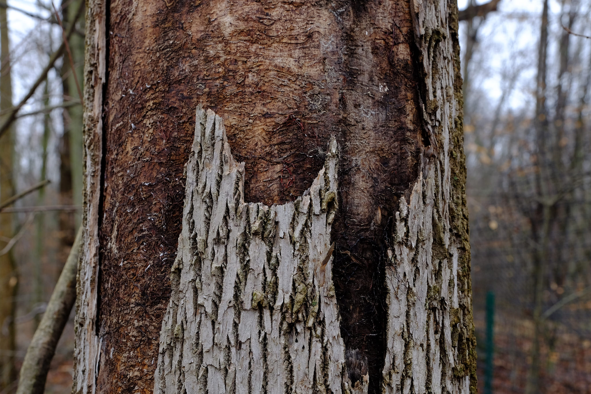 Buy > potawatomi black ash baskets for sale > in stock