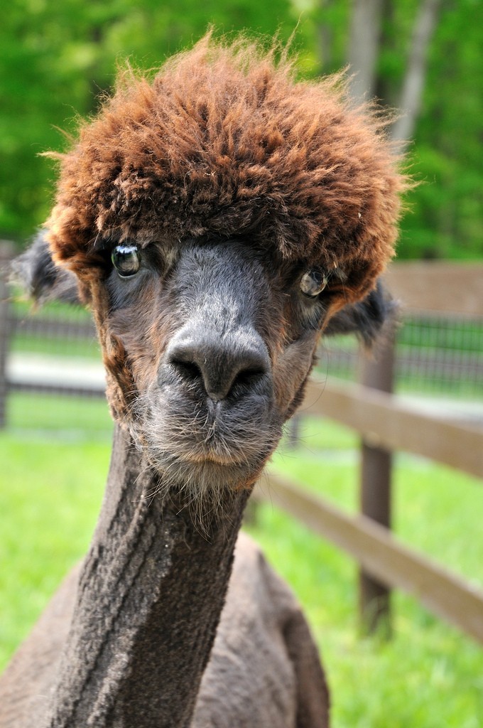 Here Are 12 Shaved Alpacas That Will Change The Way You Look At The World