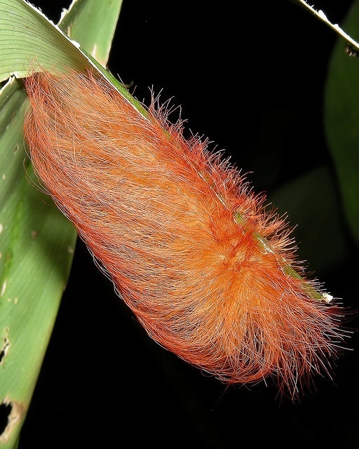 6 Furry Moths You Could Easily Take for a Pet