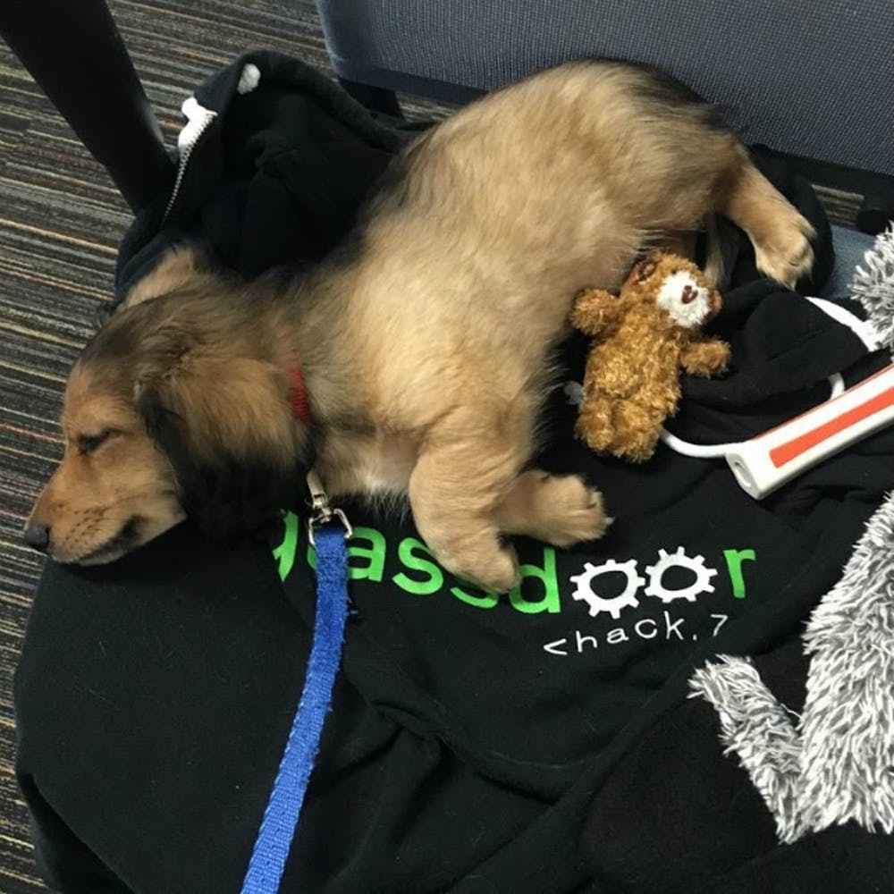 What Companies Allow Dogs Work