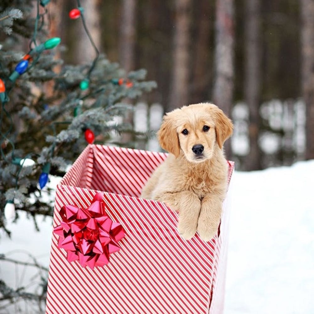 Christmas Card Ideas With Dogs