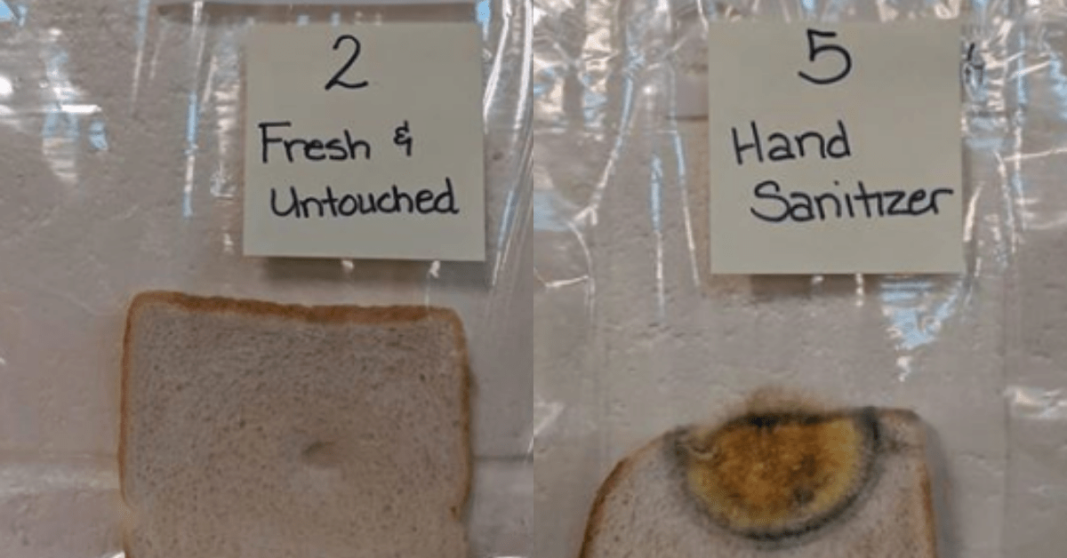 Flipboard Elementary School's Bread Experiment Goes Viral For Showing Just How Important It Is