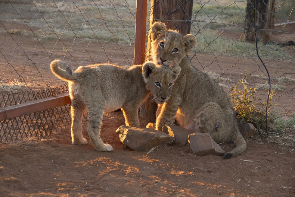 Newborn Lions Are Being Stolen From Their Moms — And Handed Over To Hunters