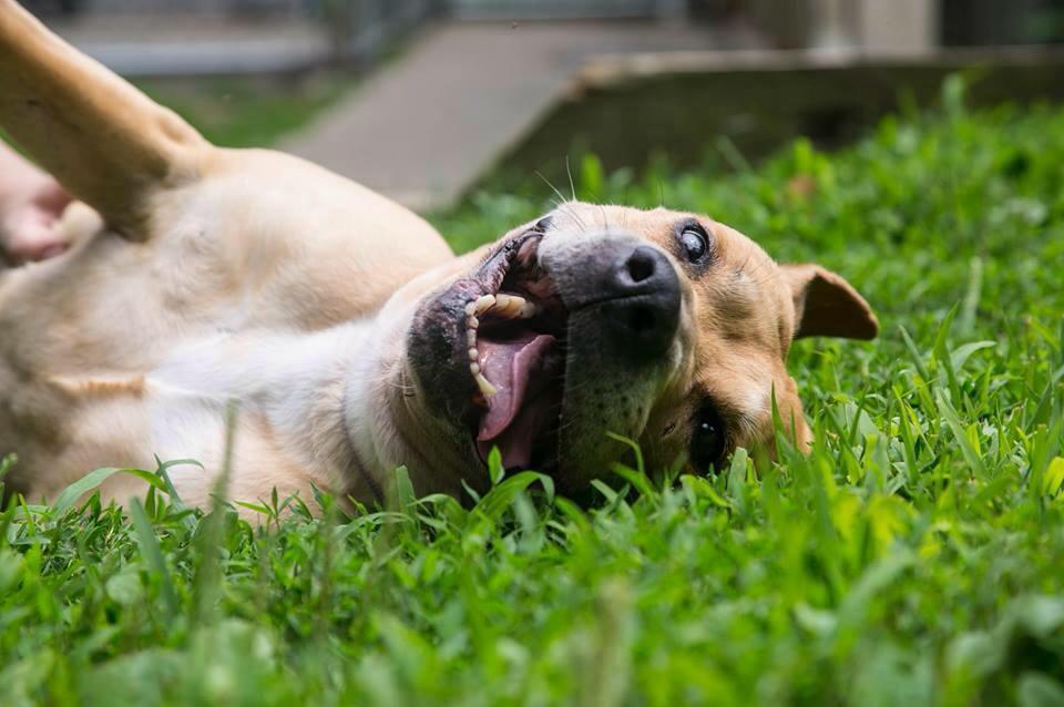 Senior Shelter Dog Practices Riding To Her Forever Home