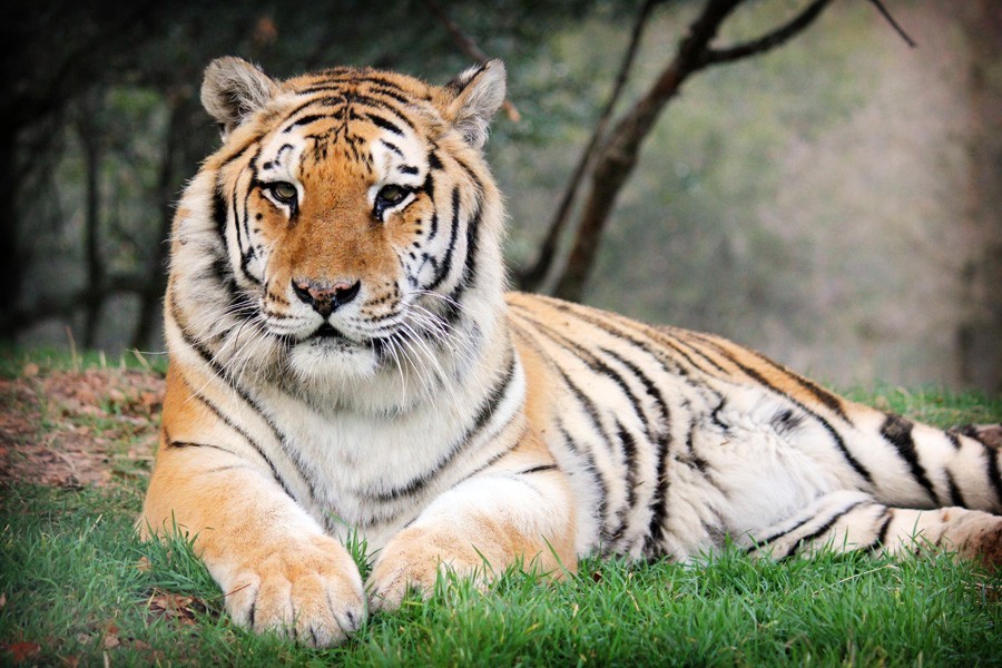 Largest Big Cat Rescue in U.S. History Still Teaches Us