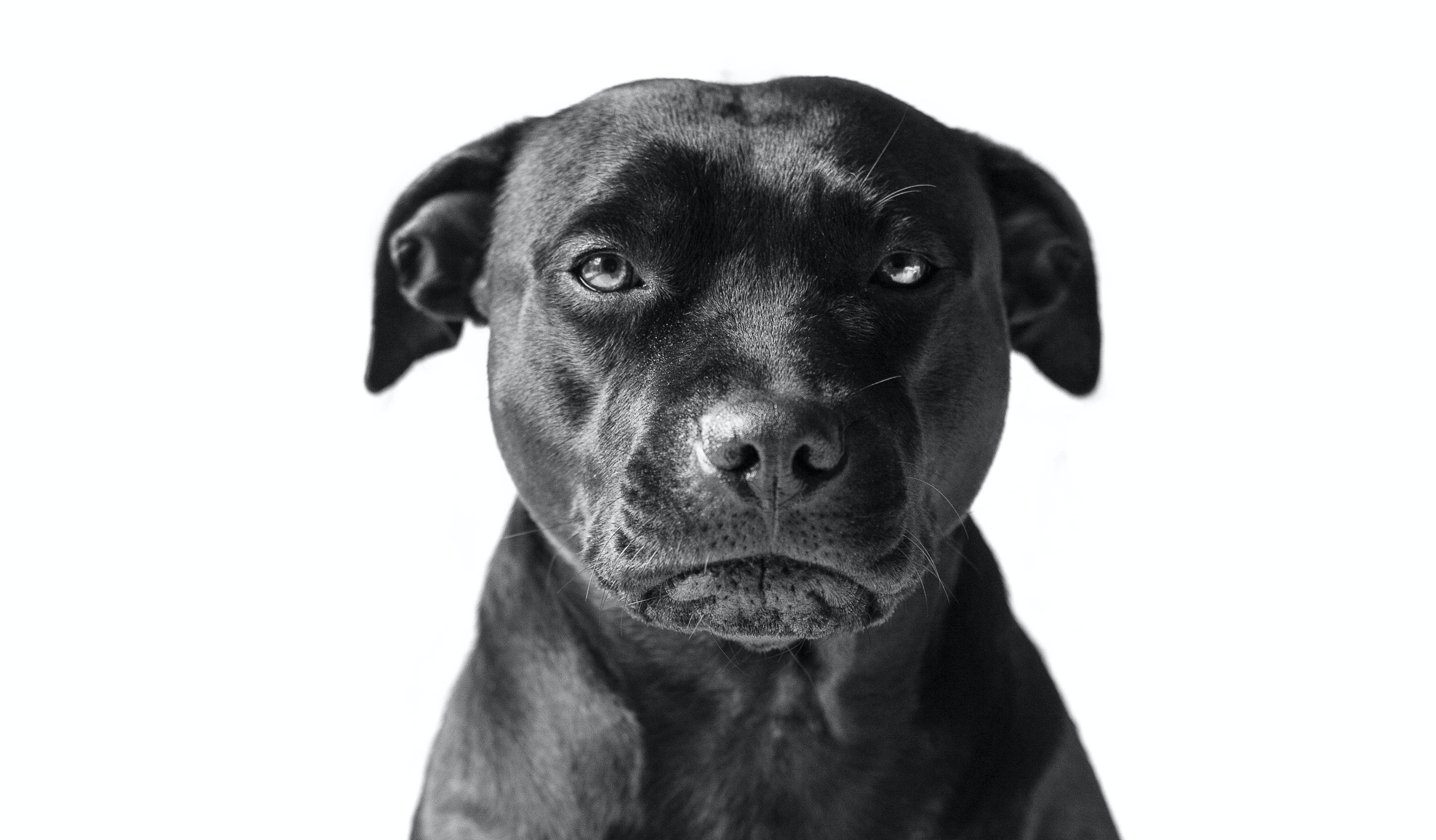 Are Staffordshire Bull Terrier Aggressive