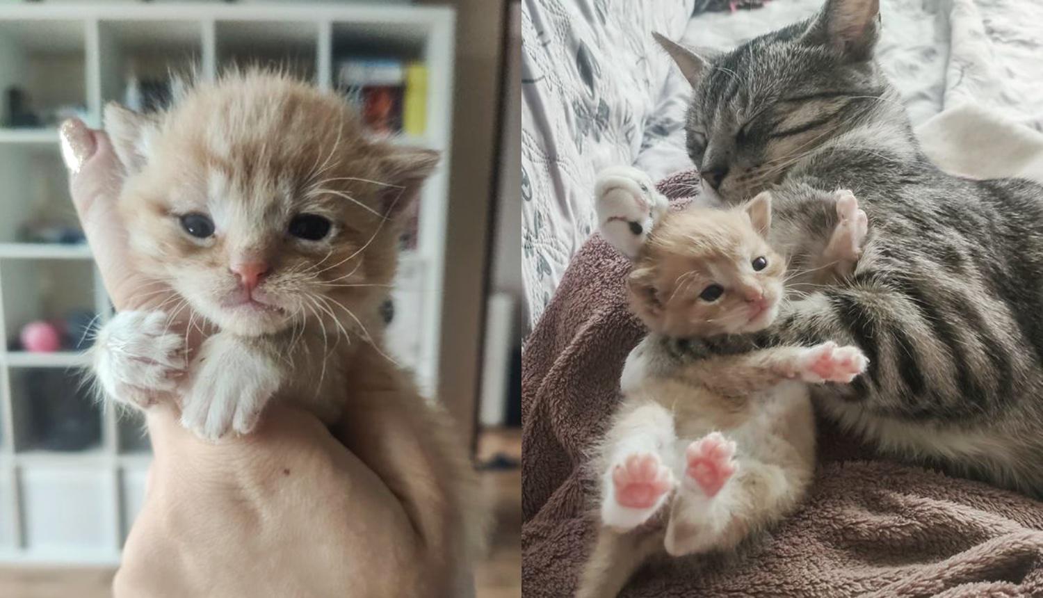 Kitten Crying With Tears