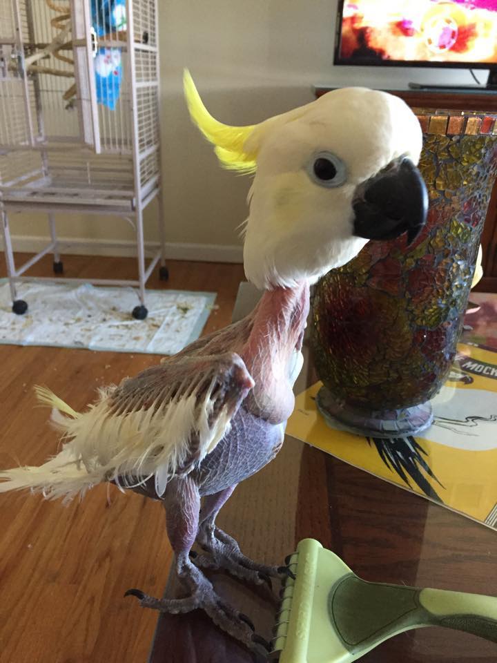 Anxious Bird Who Destroyed All Her Feathers Tells Rescuers 'I Love You'
