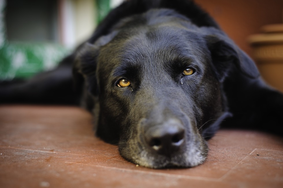 How To Tell If Your Dog Is Bored