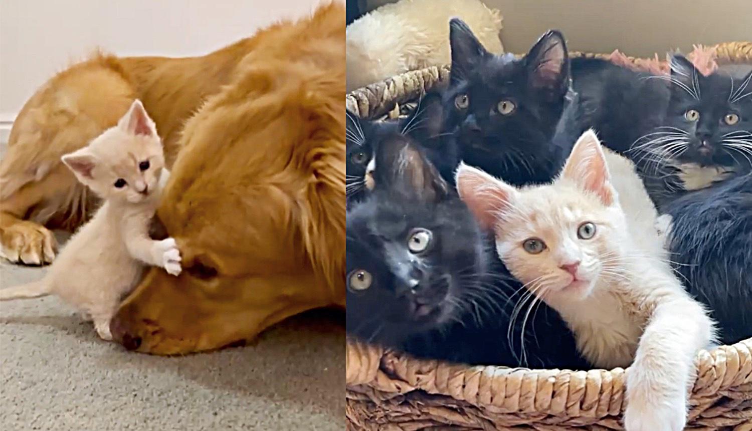 Do Cats Need Attention Like Dogs