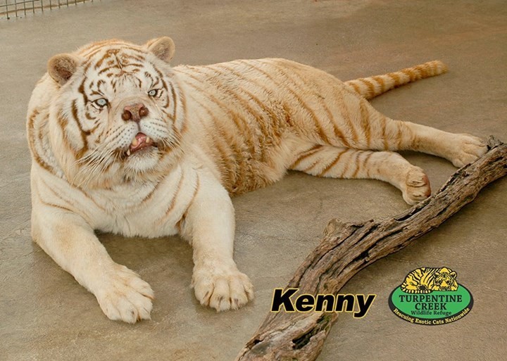 The Ugly Truth About 'White Tigers' OffTopic Comic Vine