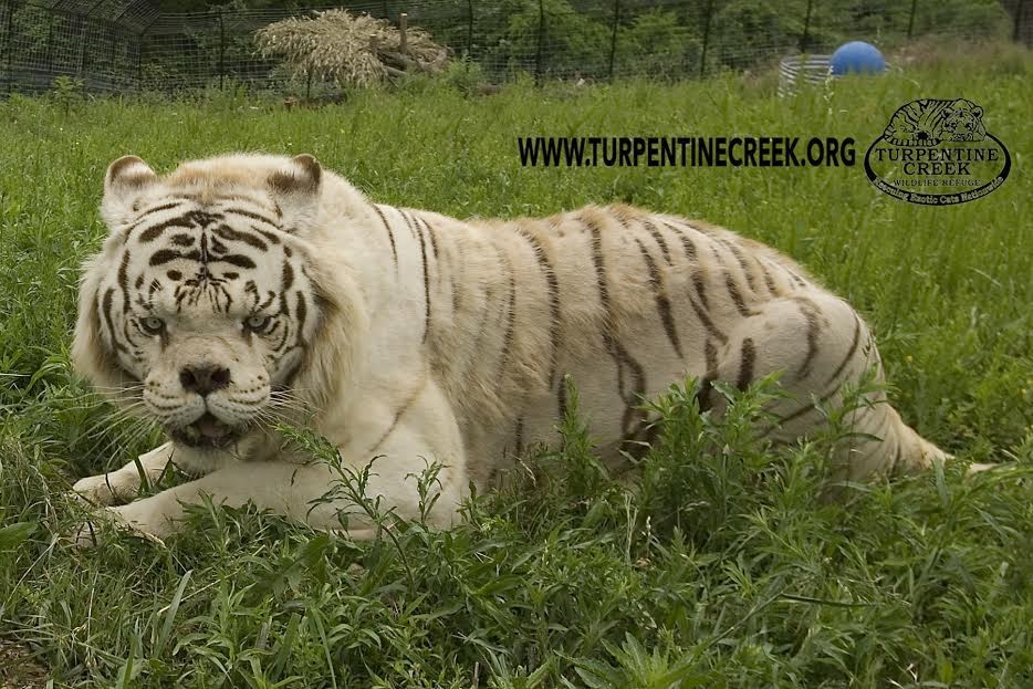 The Ugly Truth About 'White Tigers' OffTopic Comic Vine