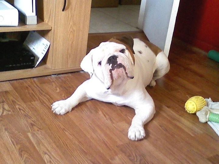 The Victorian Bulldog and Its Importance