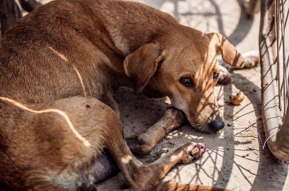 Why Are There So Many Street Dogs in India?