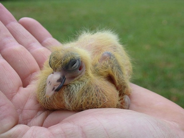 21 Incredible Things You Never Knew About Pigeons