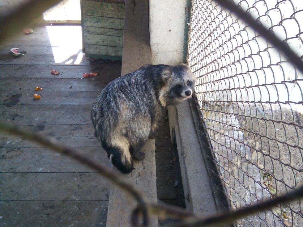 How An Abandoned Soviet Zoo In Ukraine Is A Sanctuary For Its