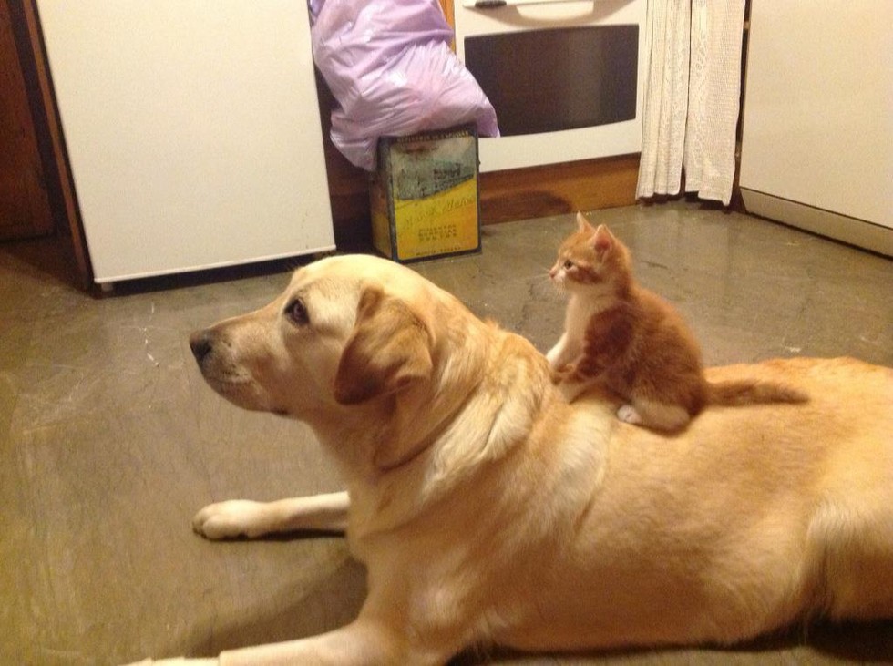 11 Cats Who Can't Deny Their Love For Dogs
