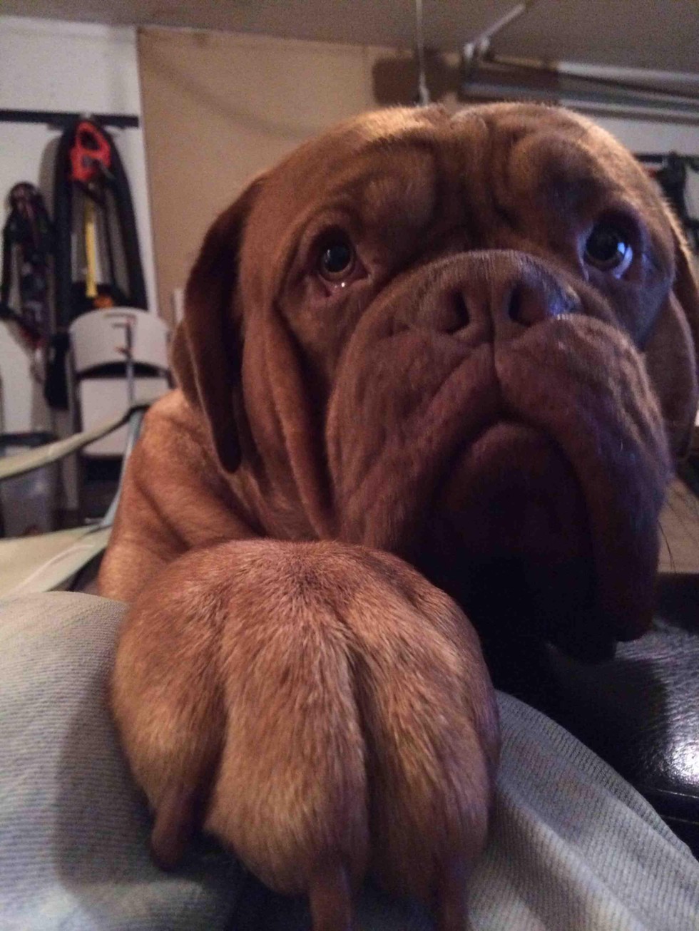 11 Exceptionally Squishy Paws