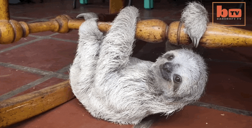Baby Sloths Are Too Little To Climb Trees So They Use A Rocking Chair