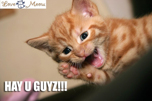 Add Lolcat Captions Love Meow