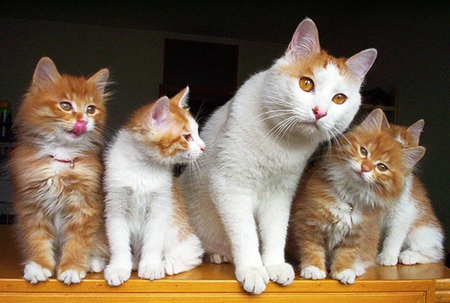 Fluffy Cat Family Portrait Photos Love Meow
