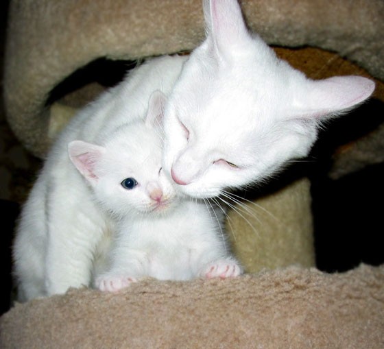 Betsy the Loving Snow White Cat Mama Love Meow