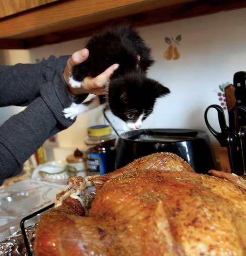 Rescue Tuxedo Kitty's First Thanksgiving Love Meow