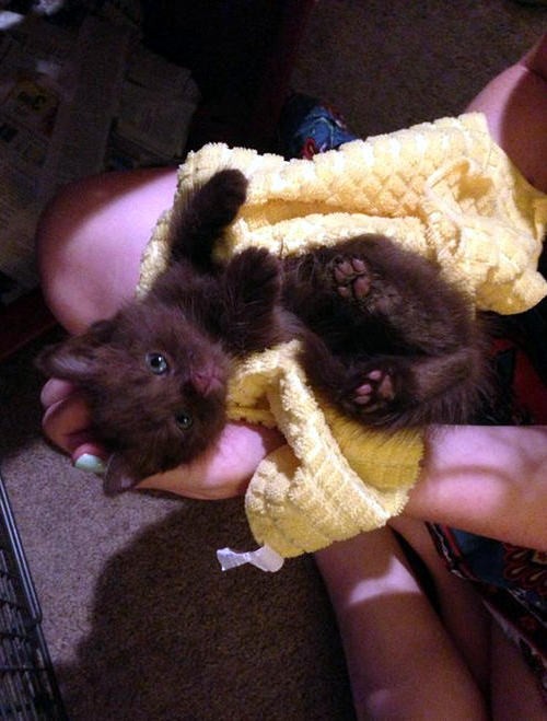 Orphan Kittens Saved From Inside The Walls Love Meow