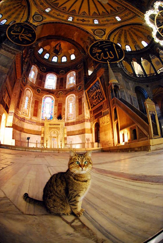 Loyal Cat Lives At The Hagia Sophia In Istanbul Love Meow