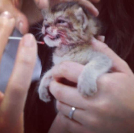 Tiny Rescue Kitten Made Amazing Recovery Love Meow