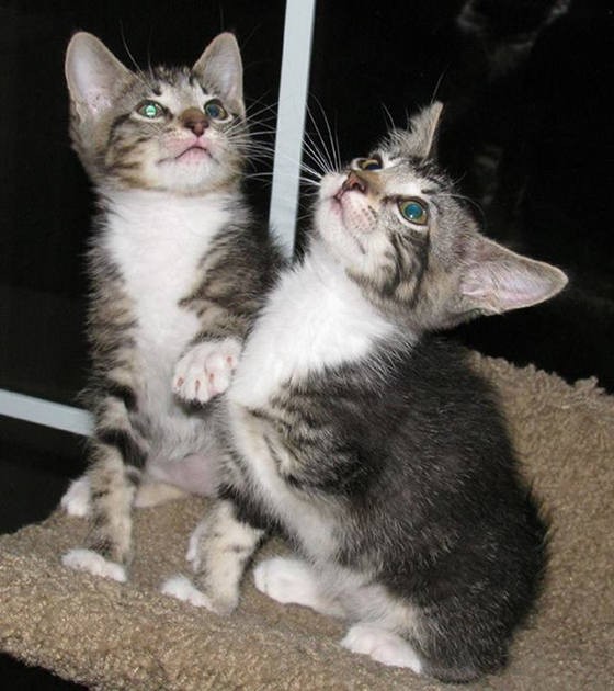 Tripod Kitten Born With Three Legs Love Meow