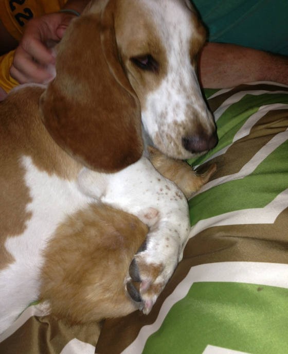 Basset Hound Dog Rescues & Adopts Orphan Kitten Love Meow