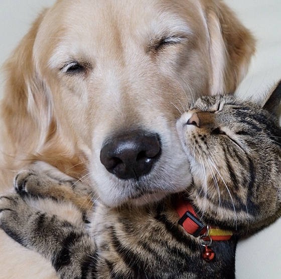 Rescue Kitten Finds Golden Retriever Who The Father She Never