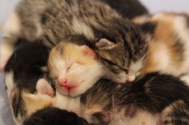 Soft Kitty Warm Kitty! These Five Kittens Born in Foster Care Will Warm