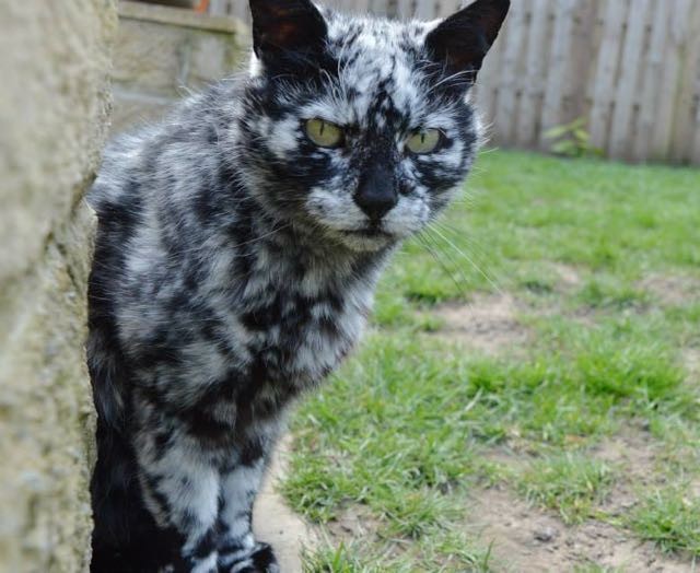 Scrappy Born a Black Cat Now Turning White due to Vitiligo Love Meow