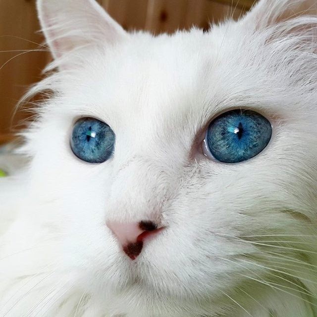 Stunning Cat with the Most Eyes I've Ever Seen! Love Meow