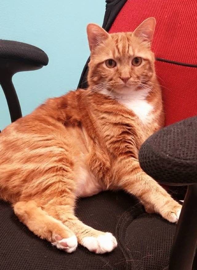 Rescue Cat Shed Over 20 Pounds from Obese to Healthy Love Meow